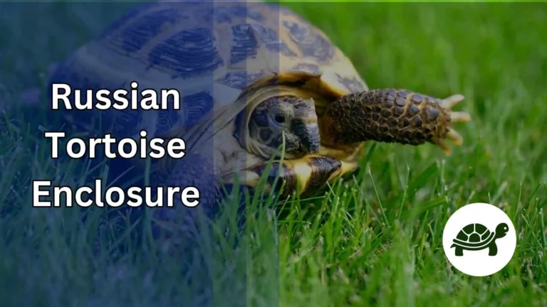 Plants for Russian Tortoise Enclosure – An Ultimate Guide