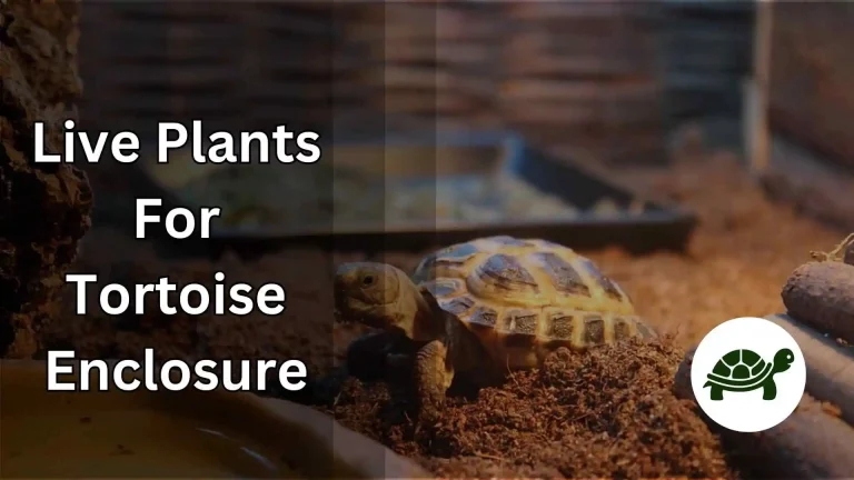 A Complete Guide to Live Plants For Tortoise Enclosure