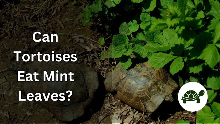Can Tortoises Eat Mint Leaves? – An Ultimate Guide