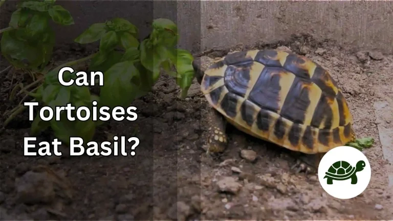 Can Tortoises Eat Basil? – All You Need To Know