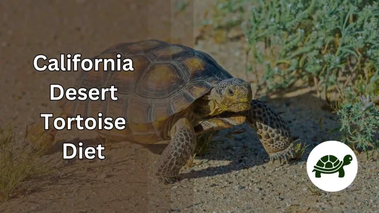 California Desert Tortoise Diet – Everything You Need To Know
