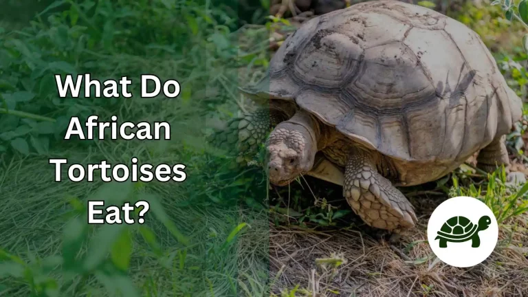 What Do African Tortoises Eat? – All You Need To Know