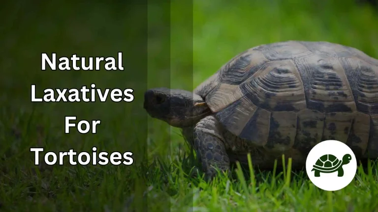 Natural Laxatives for Tortoises – An Ultimate Guide