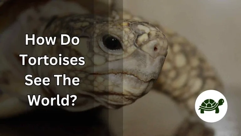 How Do Tortoises See The World? – All You Need To Know