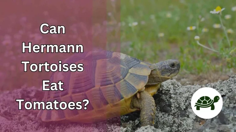 Can Hermann Tortoises Eat Tomatoes? – A Complete Guide