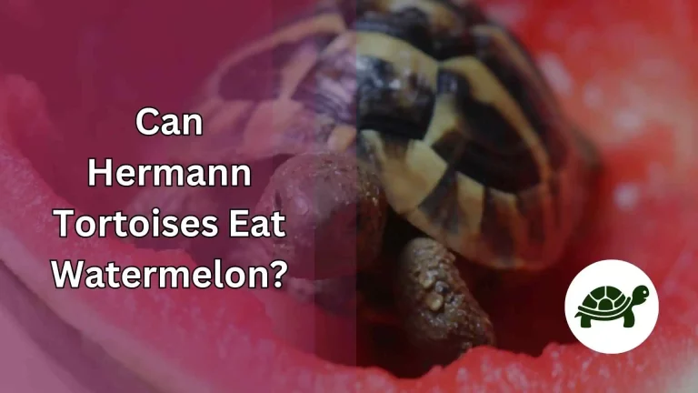 Can Hermann Tortoises Eat Watermelon? – A Quick Guide