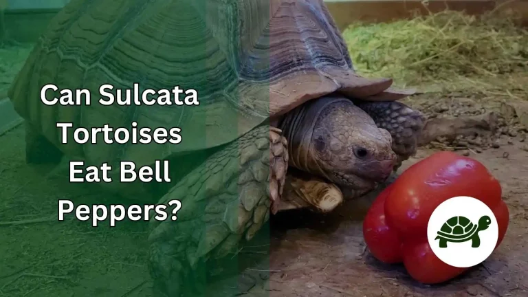 Can Sulcata Tortoises Eat Bell Peppers? – A Quick Guide