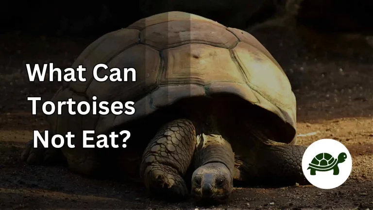 What Can Tortoises Not Eat? – A Complete Guide