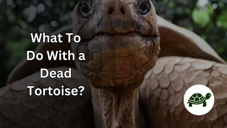 What to Do with a Dead Tortoise? – A Complete Guide