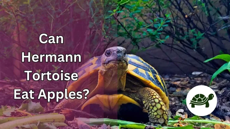 Can Hermann Tortoise Eat Apples? – An Ultimate Guide