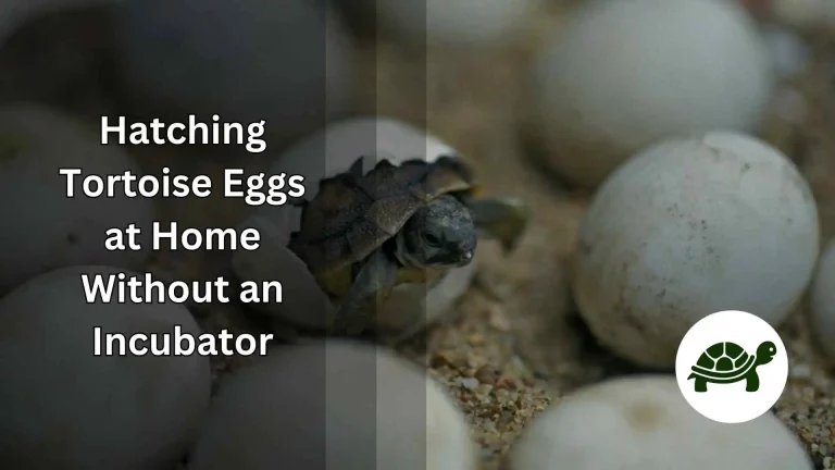 How to Hatch Tortoise Eggs at Home Without an Incubator?