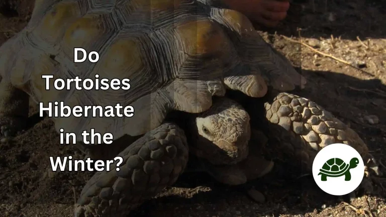 Do Tortoises Hibernate in the Winter?