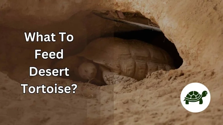 What To Feed Desert Tortoise? – A Complete Guide