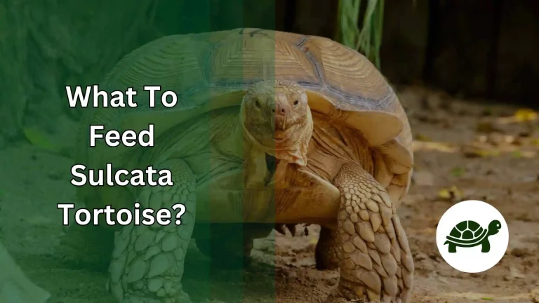 What To Feed Sulcata Tortoise? – All You Need To Know