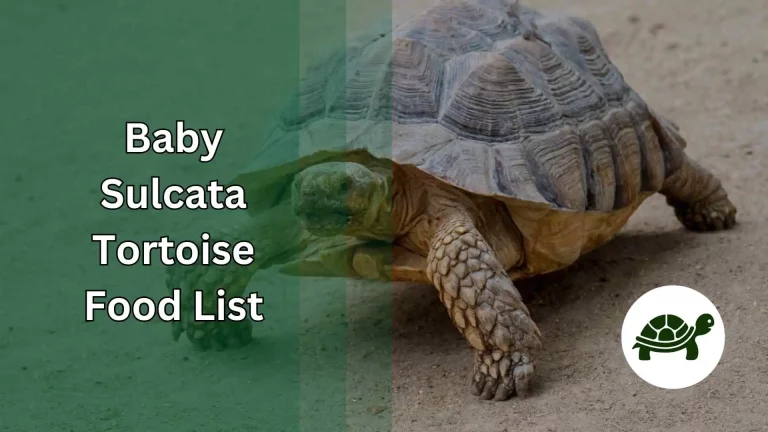 Baby Sulcata Tortoise Food List – An Ultimate Guide