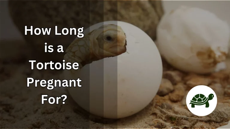 How Long is a Tortoise Pregnant For? – All You Need to Know
