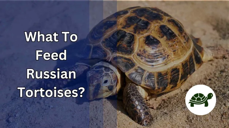 What To Feed Russian Tortoises? – All You Need To Know