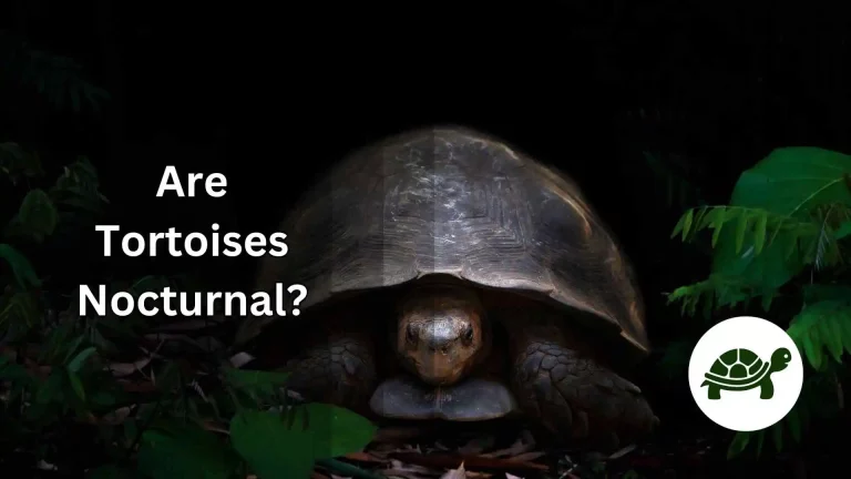 Are Tortoises Nocturnal? – Everything You Need To Know