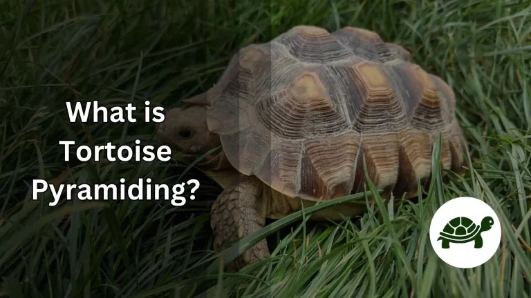 What is Tortoise Pyramiding and How to Avoid It?
