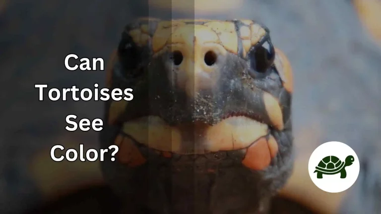 Can Tortoises See Color? – Unravelling The Mystery