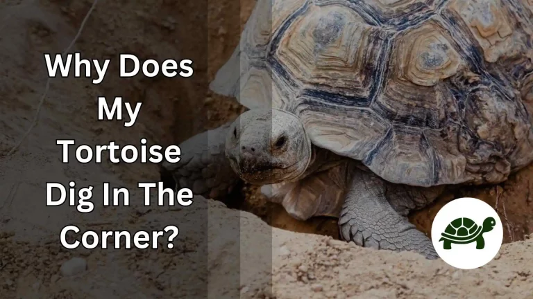 Why Does My Tortoise Dig In The Corner? – Digging Behavior