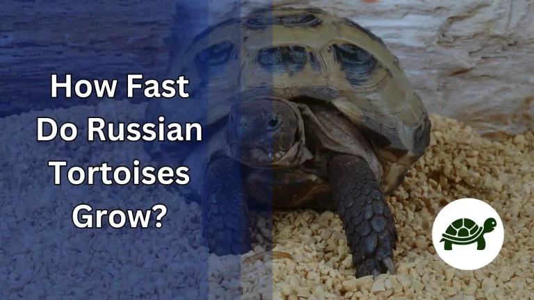 How Fast Do Russian Tortoises Grow? – An Ultimate Guide