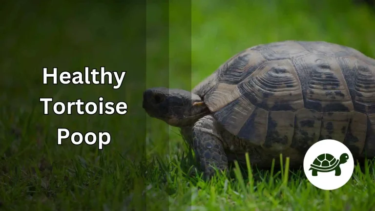 Healthy Tortoise Poop – All You Need to Know