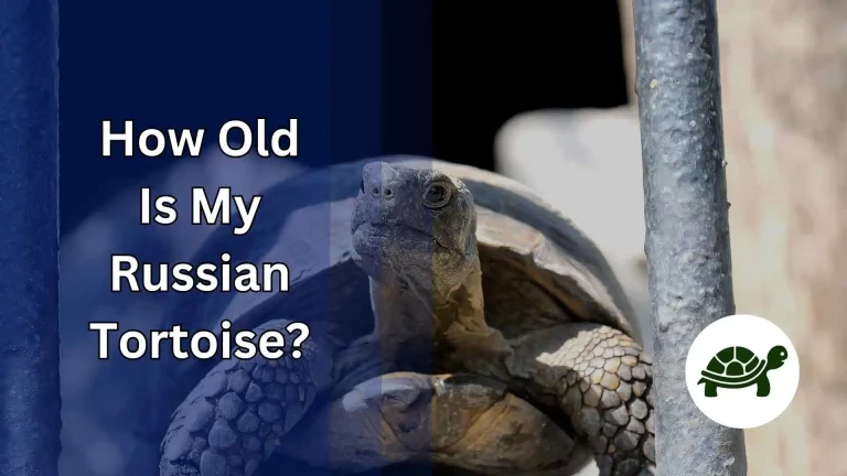 How Old Is My Russian Tortoise? – All You Need To Know