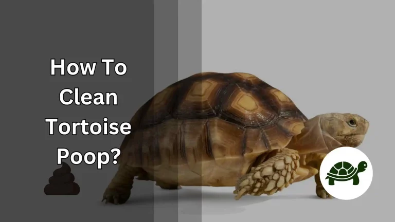 How To Clean Tortoise Poop? – All You Need To Know