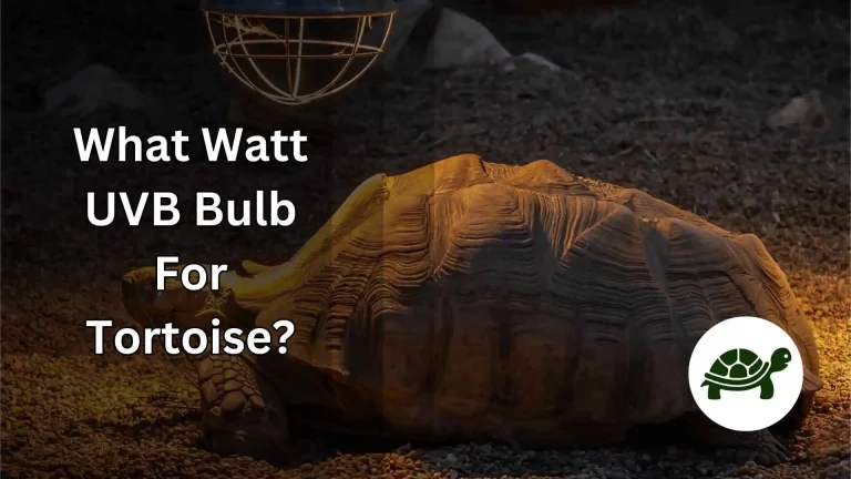 What Watt UVB Bulb For Tortoise? – All You Need To Know