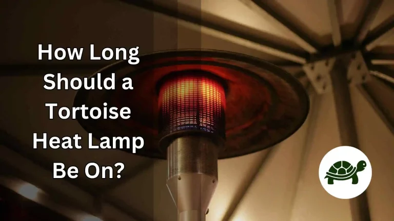 How Long Should a Tortoise Heat Lamp Be On? – All You Need To Know