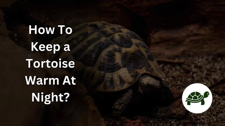 How To Keep a Tortoise Warm At Night? – Find Out