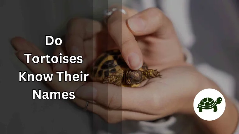 Do Tortoises Know Their Names – Secret Revealed
