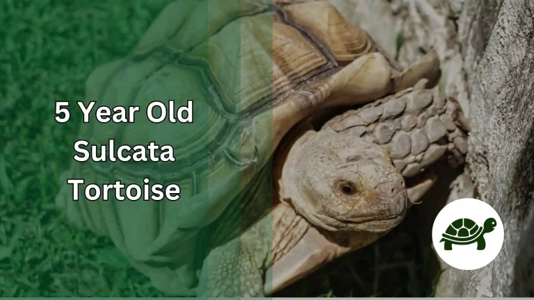 5 Year Old Sulcata Tortoise – All You Need To Know