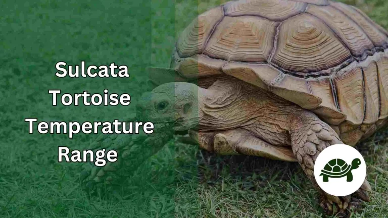Sulcata Tortoise Temperature Range – All You Need To Know