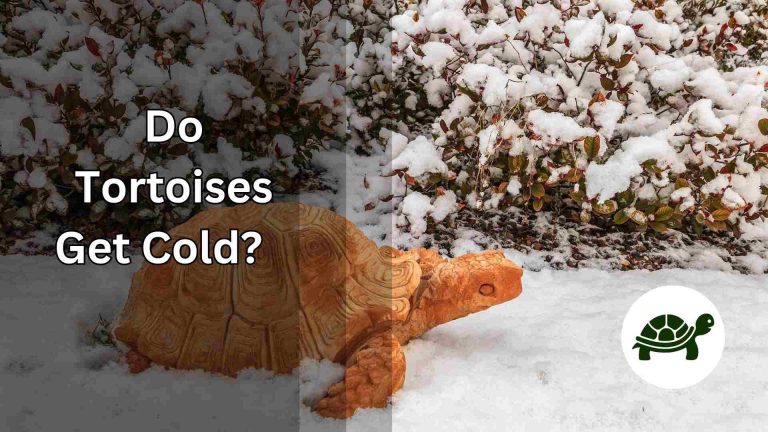 Do Tortoises Get Cold? – All You Need To Know