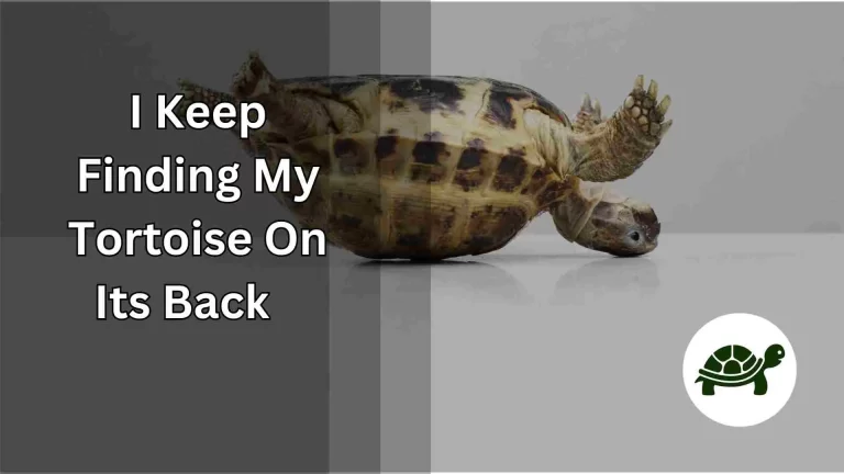 I Keep Finding My Tortoise On Its Back – Know How To Stop