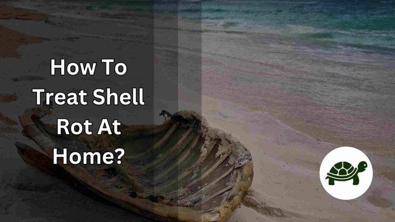 How To Treat Shell Rot At Home? – Know How