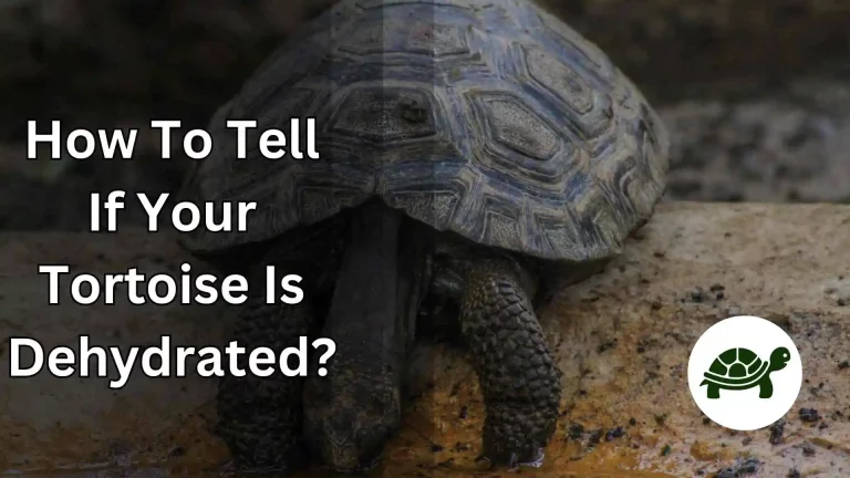 How To Tell If Your Tortoise Is Dehydrated? – Know How