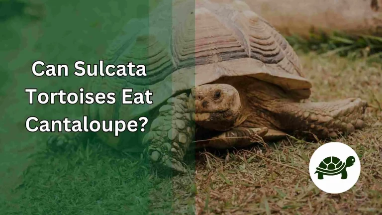 Can Sulcata Tortoises Eat Cantaloupe? – All You Need To Know