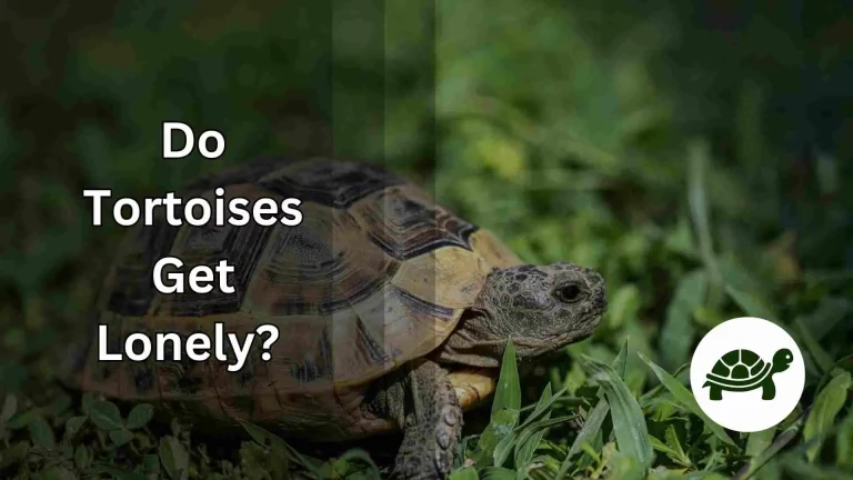 Do Tortoises Get Lonely? – All You Need To Know