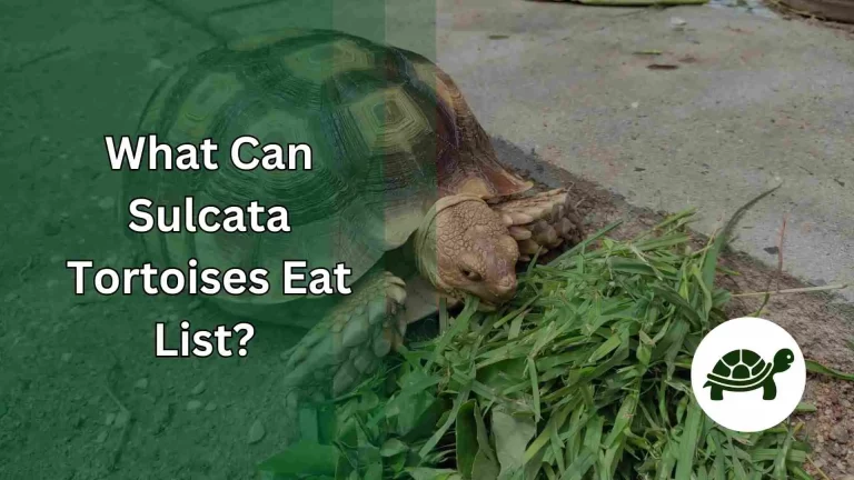 What Can Sulcata Tortoises Eat List? – All You Need To Know
