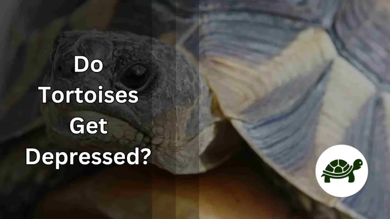 Do Tortoises Get Depressed? – All You Need To Know