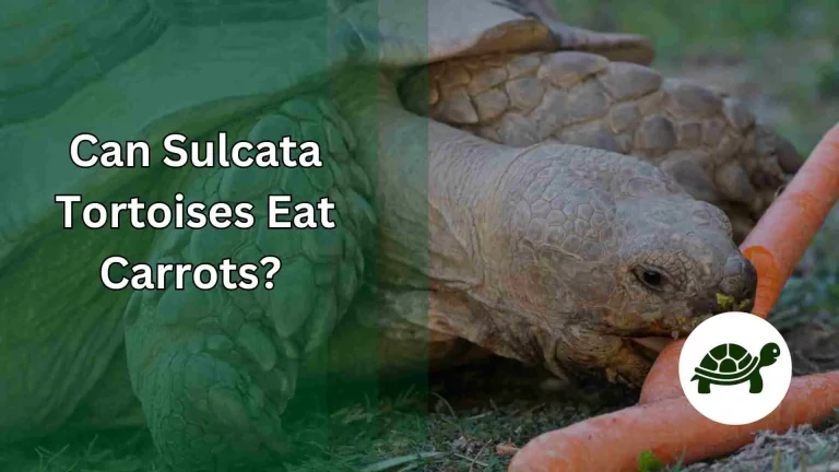Can Sulcata Tortoises Eat Carrots? – All You Need To Know