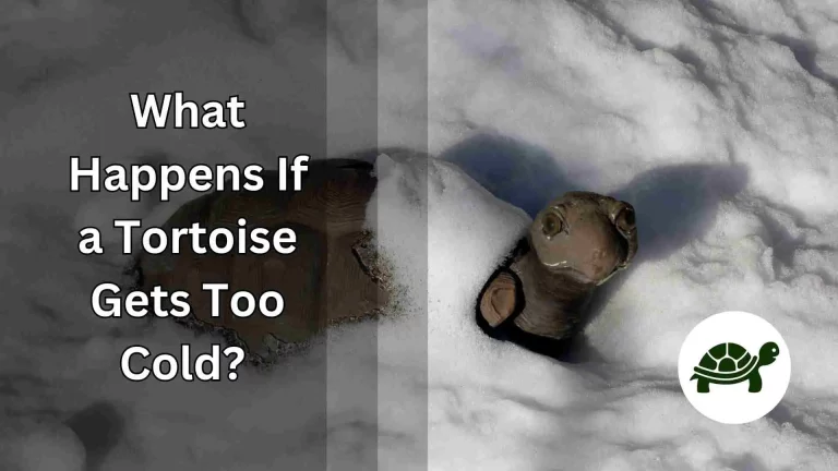 What Happens If a Tortoise Gets Too Cold?