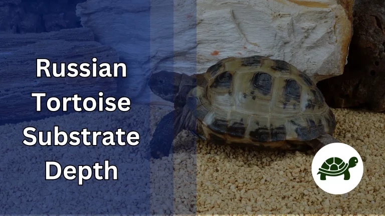 Russian Tortoise Substrate Depth – All You Need To Know