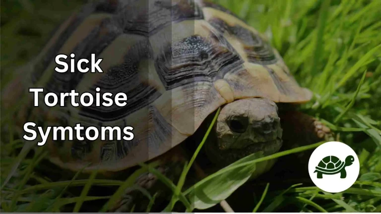 Sick Tortoise Symptoms – All You Need To Know