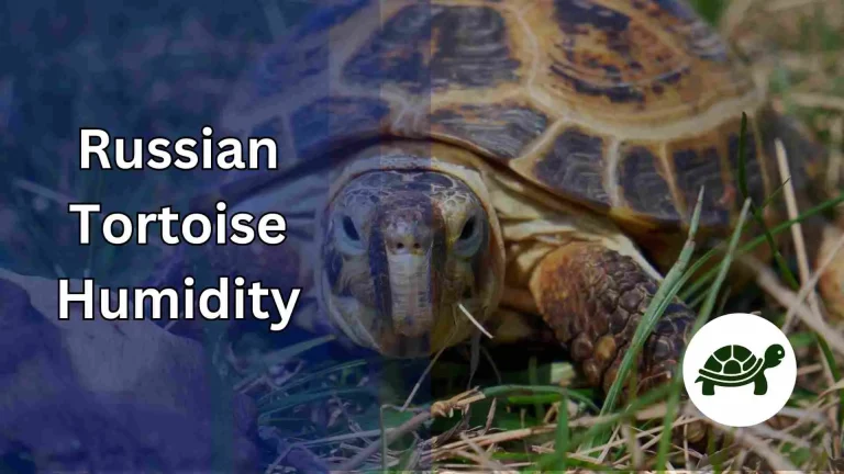 Russian Tortoise Humidity – All You Need To Know