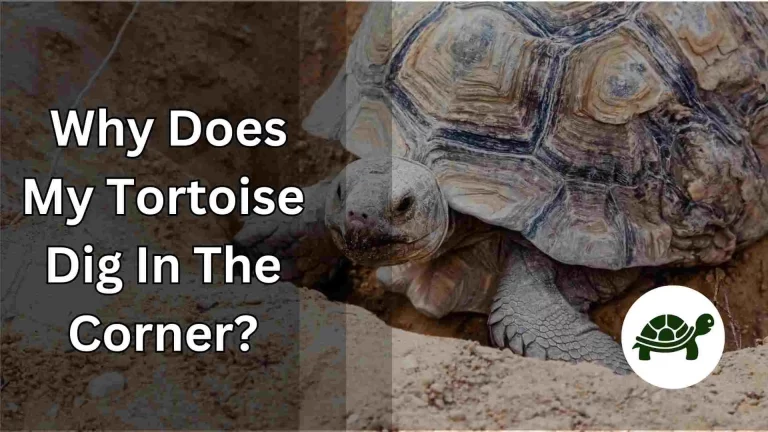 Why Does My Tortoise Dig In The Corner? – Know Why