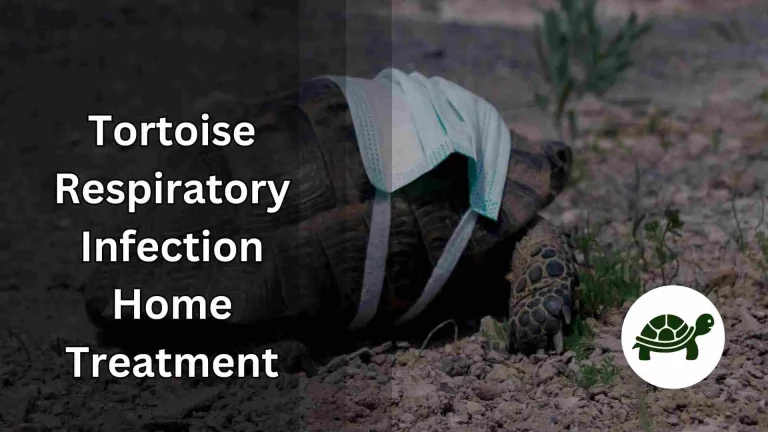 Tortoise Respiratory Infection Home Treatment – Know How To Treat